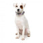 Coleira em neopreno para cães FuzzYard Bubblegum Burst (tamanho L)