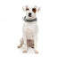 Coleira em neopreno para cães FuzzYard Fitzroy (tamanho S)