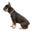Coleira em neopreno para cães FuzzYard Fitzroy (tamanho S)
