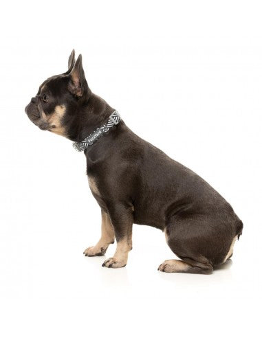 Coleira em neopreno para cães FuzzYard Fitzroy (tamanho S)