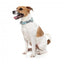Coleira em neopreno para cães FuzzYard Mint Fizz (tamanho L)