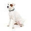 Coleira em neopreno para cães FuzzYard Thornbury Aegean Blue (tamanho M)