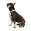 Coleira acolchoada em neopreno para cães FuzzYard Yazd (tamanho M)