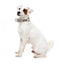Coleira acolchoada em neopreno para cães FuzzYard Yazd (tamanho S)