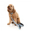 Trela em neopreno para cães FuzzYard Ahoy There! (tamanho L)