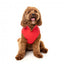 Impermeável corta-vento para cães FuzzYard Breaker vermelho