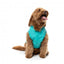 Impermeável com capuz para cães FuzzYard Evo verde-azulado