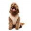 Camisola de malha para cães FuzzYard FuzzBear bege