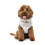 Camisola de peluche para cães FuzzYard Frosted Teddy latte