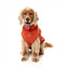 Camisola bordada para cão FuzzYard Smiley cor de ferrugem
