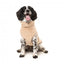Camisola para cães FuzzYard Turtle Teddy 25 Desert Tan (tamanho 1)