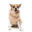 Camisola para cães FuzzYard Turtle Teddy 25 Desert Tan (tamanho 1)
