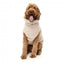 Camisola para cão FuzzYard Turtle Teddy bege