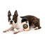 Peluche para cães FuzzYard Barkrista Puppuccino em forma de copo de café