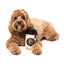 Peluche para cães FuzzYard Barkrista Puppuccino em forma de copo de café