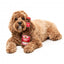 Peluche para cães FuzzYard Barking Beer em forma de garrafa de cerveja