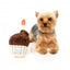 Peluche para cães FuzzYard cupcake de aniversário com apito