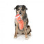 Peluche de Natal para cães FuzzYard Bacon-ing Xmas
