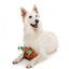 Peluche de Natal para cães FuzzYard Christmas Brandy