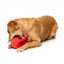 Peluche para cão FuzzYard Bola Aussie Football com apito