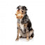 Peluche para cão FuzzYard Happybaras Capy-Tain com apito