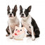 Peluche para cães FuzzYard Love Cu-pig, porquinho cupido
