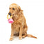 Peluche para cães FuzzYard Love Diamond In The Ruff Ring, anel de diamante