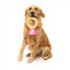Peluche para cães FuzzYard Love Diamond In The Ruff Ring, anel de diamante