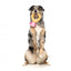 Peluche para cães FuzzYard Love Diamond In The Ruff Ring, anel de diamante