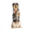 Peluche para cães FuzzYard Love Diamond In The Ruff Ring, anel de diamante