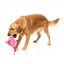 Peluche para cães FuzzYard Love Tail Chaser Perfume, frasco de perfume