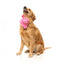 Peluche para cães FuzzYard Love Tail Chaser Perfume, frasco de perfume