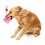 Peluche para cães FuzzYard Love Tail Chaser Perfume, frasco de perfume