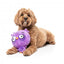 Peluche para cães FuzzYard Noggins Hoo Dini com apito