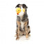 Peluche para cães FuzzYard Cupid Duck pato com apito