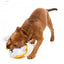Peluche para cães FuzzYard pato Gordon Quacksay com apito