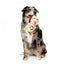 Peluche esquilo com som para cães FuzzYard Ashleigh