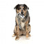 Peluche para cães com som FuzzYard The Yeetz Run Along Racoon