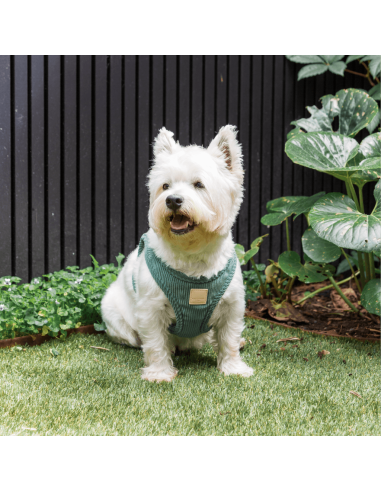 Peitoral step-in para cães em bombazina FuzzYard Life, Myrtle Green (tamanho XS)