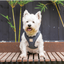 Peitoral step-in para cães em bombazina FuzzYard Life, Slate Grey (tamanho XS)