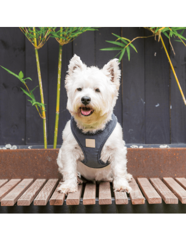 Peitoral step-in para cães em bombazina FuzzYard Life, Slate Grey (tamanho XS)