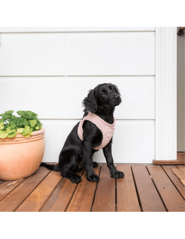 Peitoral step-in para cães em bombazina FuzzYard Life, Soft Blush (tamanho XXS)
