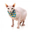 Coleira para gatos com laço FuzzYard Cheesy Hearts