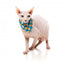 Coleira para gatos com laço FuzzYard Cheesy Hearts