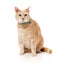 Coleira para gatos com laço FuzzYard Cheesy Hearts