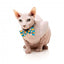 Coleira para gatos com laço FuzzYard Cheesy Hearts
