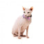 Coleira para gatos com laço FuzzYard Meowcarons
