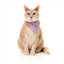 Coleira para gatos com laço FuzzYard Meowcarons