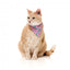 Coleira para gatos com laço FuzzYard Meowcarons