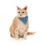 Coleira para gatos com laço FuzzYard Soy Sauce Fish